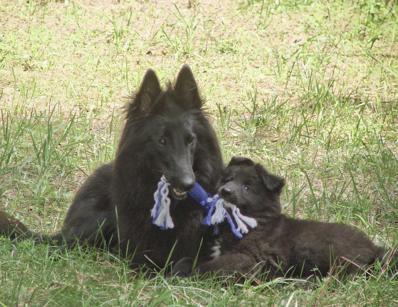 Breed Info/FAQ | Belgian Sheepdog Club Of America