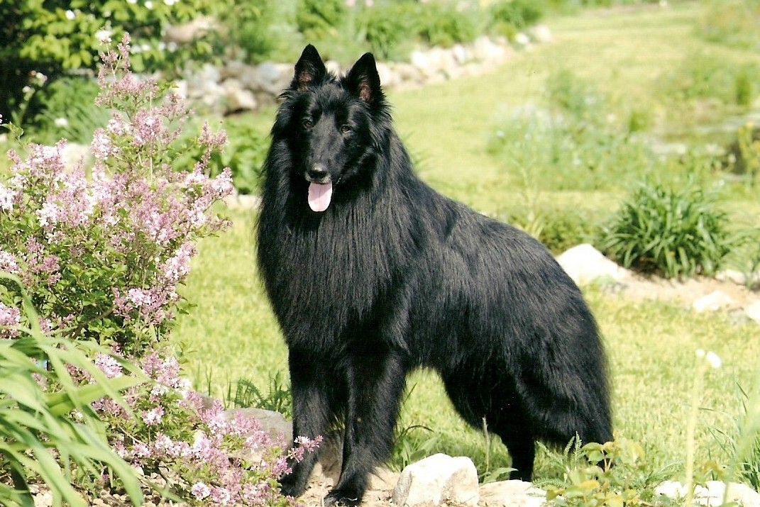 Breed Info/FAQ | Belgian Sheepdog Club of America